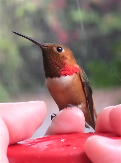 Hummingbird Shaking Off Rain in Slow Motion