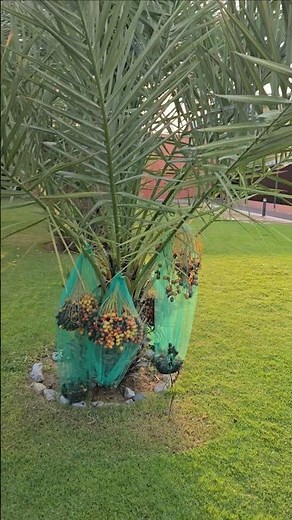🌴 Ripe and ready! A date palm tree in full harvest mode — nature’s candy at its sweetest. 🍯✨