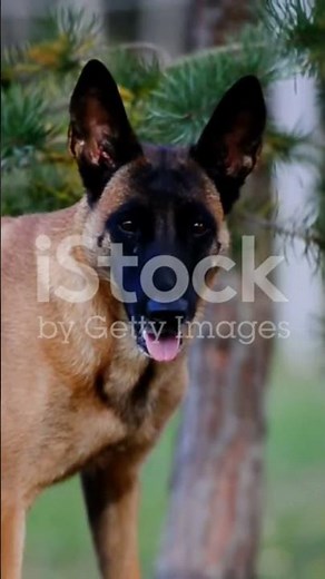 Belgium Malinois: The Dog That's Too Smart For Humans