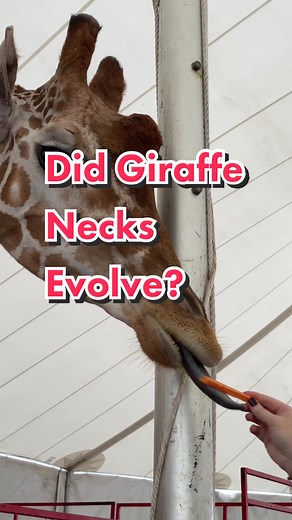 Did the neck of a giraffe 🦒 evolve? #evolution #giraffe #science #creation
