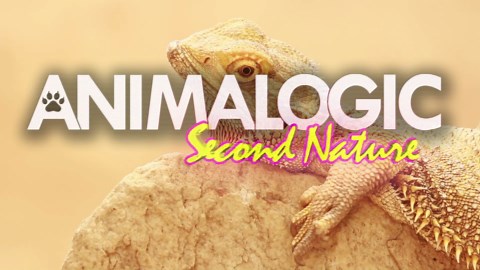 Watch what happens when a tenrec bites with unexpected force