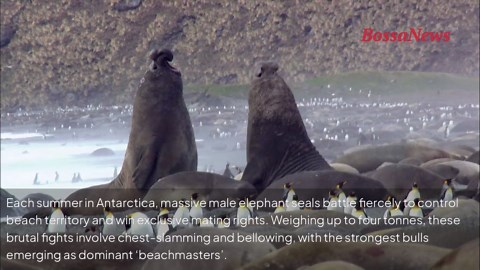 Brutal beach brawl: elephant seals fight for dominance
