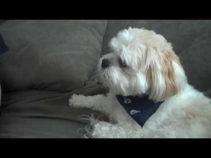 MAX SPEAKS the talking Lhasa Apso