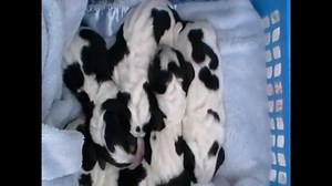 Daisy Basset Hound Giving Birth | Therapy Pet