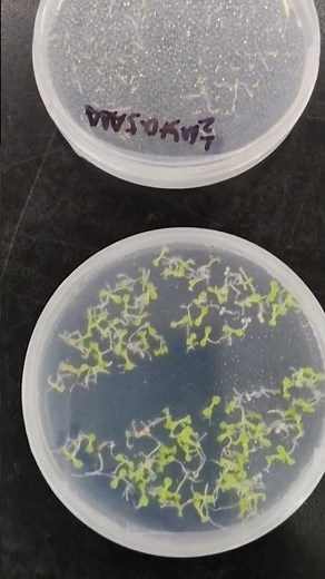 Seed Germination in Petri Dish | Simple Germination Experiment at Home