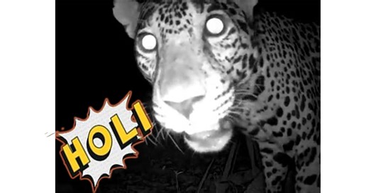 ¿Jaguares en Chichén Itzá?, así fueron captados en video
