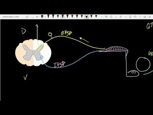 Bio 264: Basic Reflex Arcs