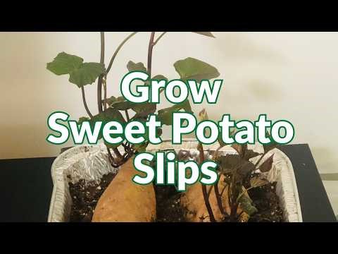 Start Sweet Potato Slips Easily at Home