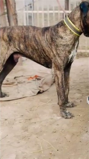 Boerboel bark #barking #boerboel #dogs#dogshorts #dogvideos #bigdog #guarddog#doglover #doglife
