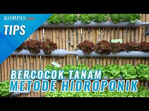 Anti Gagal! Yuk Simak 4 Tips Bercocok Tanam Metode Hidroponik