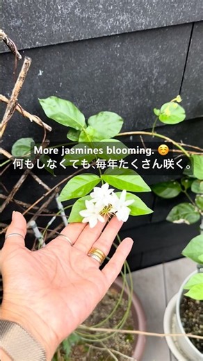何もお手入れしなくても、夏になるとたくさん咲いてくれるジャスミンの花。中庭が甘い香りでいっぱいになります。🌸❤️