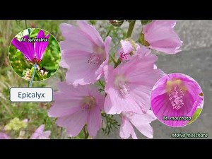 Malvaceae - UK wildflowers - Five-minute families