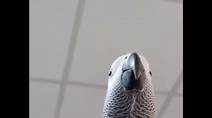 Parrot version of Samsung notification.
