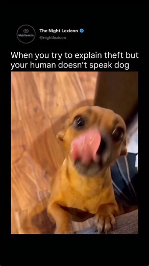 The Night Lexicon on Instagram: "Dogs are constantly communicating — even when they seem quiet. Unlike humans, they don’t rely on words to express themselves. Instead, dogs use a rich mix of body language, sounds, and scent to send messages to everyone around them, whether that’s another dog, a different animal, or a human. Visual signals are one of the biggest parts of dog communication. Ear position, tail movement, posture, eye contact, facial expressions, and even how a dog holds its mouth ca