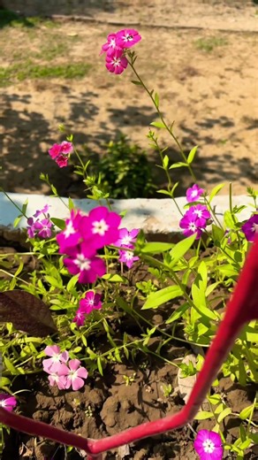 Nature fresh flowers 🌷 #trend#viral#ytshorts