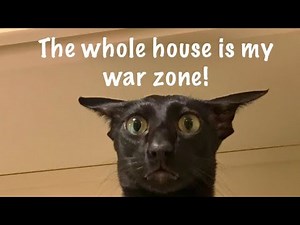 Honks!! Treats!!! and Dexter getting Ambushed (Oh My!!)