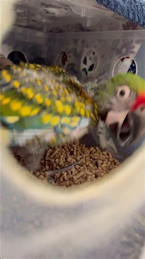 Baby macaw is angry I told him to sleep 😂😂