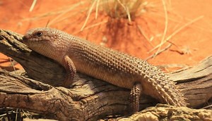 Gidgee Skink Care Guide - SnakeTracks.com