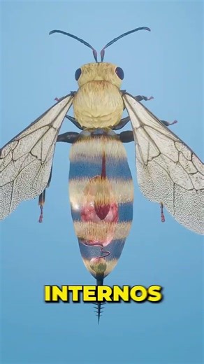 Bee and its sting #insects #bees #bee #insecticide #shorts