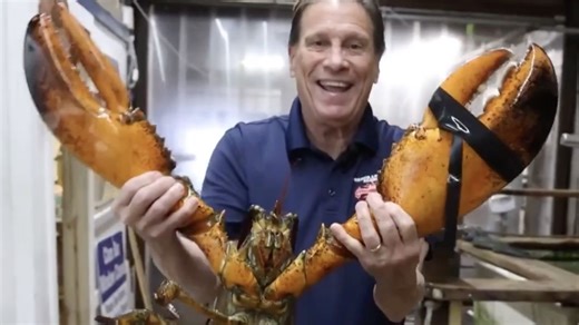 80-year-old lobster visiting Jordan Lobster Farms