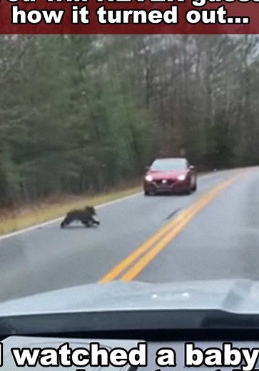 Bear Rescue Stories and Wildlife Conservation