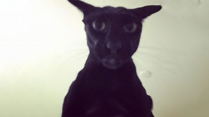 Larry the Cat | Know Your Meme