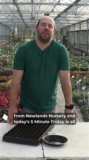 Want some advice on sowing chillies?