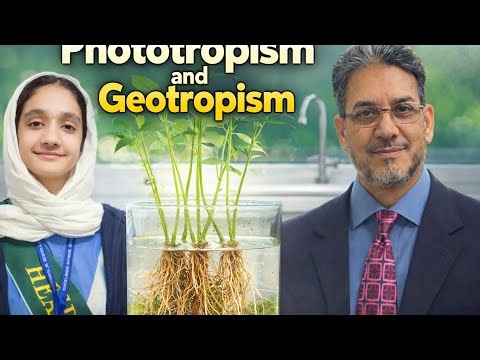 Phototropism and Geotropism (Gravitropism)