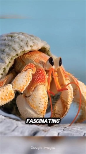 Hermit Crabs🐚🦀 – Tiny Pets That Steal Hearts | All About Animals @topfans Hermit crabs are quirky, low-maintenance pets perfect for beginners and experienced keepers alike. These social crustaceans live in borrowed shells for protection and upgrade as they grow. Active and curious, they love climbing, burrowing, and exploring. With the right environment—warmth, humidity, extra shells, and a varied diet—they can live up to 10 years. Their unique behaviors and interactions make them fascinating 