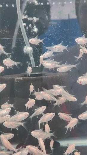 Snow White Swimmers 🤍🐟 Albino Tetras Moving Like Magic! #aquariumfish
