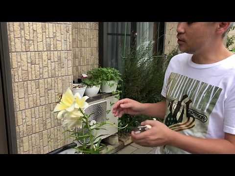 How to grow lilies: What to do after flowering Techniques to make them bloom next year