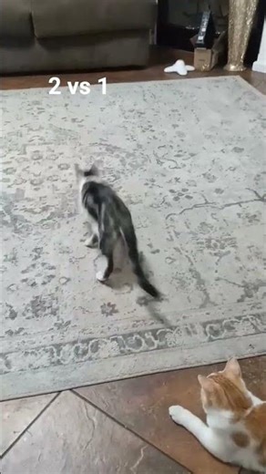 Cats chasing red light having fun #cat #fun #playtime