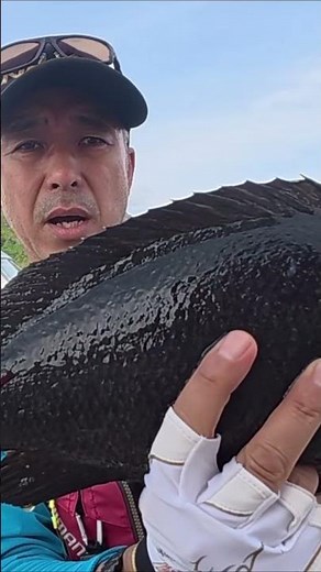 [Fishing trip to Kozushima Island] Black sea bream, bigfin reef squid, grunt... they're all huge!