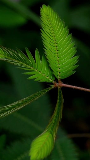 你看過含羞草「起床」嗎？這 10 秒太療癒了！🌱 Have you ever seen a Mimosa waking up? So satisfying! ✨