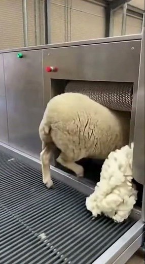 Automated Sheep Head Shaver: Instant Clean Cut 🐑✂️