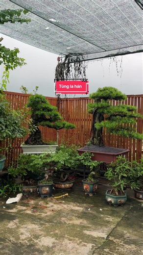 A thick cây nào a nhỉ. #hoaloanbonsai #xuhuong #bonsai #nhavuonhoaloan