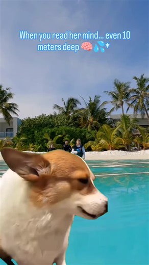 Some couples finish each other’s sentences — we finish each other’s dive signals 😎🤿 Because knowing what your partner needs… even 10 meters deep, that’s real connection 💙 Have you ever had an underwater “I got you” moment? Tell us below! 👇 #ScubaCaribe #DiveBuddies #UnderwaterLove #CouplesWhoDive #DiveVibes | ScubaCaribe