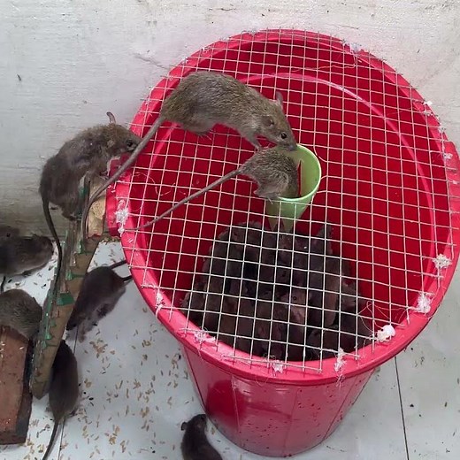 The best mouse trap/ mouse trap is the best from the plastic bucket