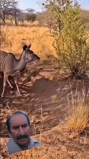 # Tiger pik deer's baby GORELLA help deer mother so baby RESQUE by GOREELA like subscribe mi U TUBe
