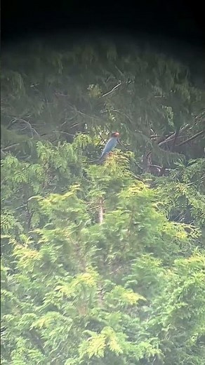 野生のブッポウソウ 観察
