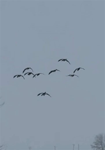 Hunting Opportunities This Weekend: Duck, Geese & Coyote