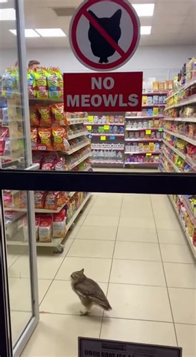 Divertidos Videos de Meowl: ¡Gatos y Búhos Juntos!