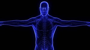 Anatomy Male Nervous System 3d Animation Stock Footage Video (100% Royalty-free) 1104705015 | Shutterstock