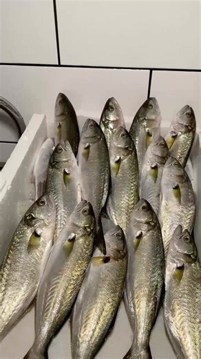 Reşat Balık ®️ 🐟🦑🦐 on Instagram: "En lezzetli balıklar 1941’den beri, @resatbalikmarket ‘ye 😋🐟 💫 📍Beyoğlu, Sahne Sokak No:8 Balıkpazarı ☎️0212 293 6091 📞0212 249 1845 📍Bostancı mah. Bağdat cad. No:476 ☎️0216 361 13 63 .... #balık #yummy #reşatbalık #reşatbalıkbağdatcaddesi #reşatbalıkbeyoğlu #onlinealışveriş #lakerda #reşatbalık1941 #beyoğlubalıkpazarı #reşatbalıksandviç #denizmahsulleri #tazebalık #balıksezonu"