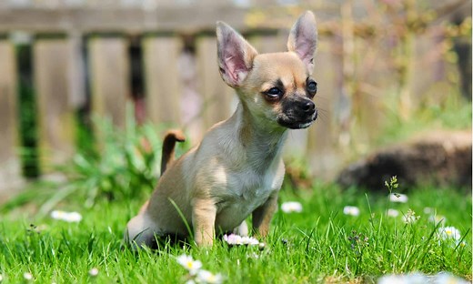 This Is How Long Dogs Can Hold Their Pee (Varies By Age)