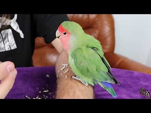 🦜 Inseparable de Namibia (Agapornis roseicollis) 🦜 - Cuidados, Alimentación, Información..etc 🦜