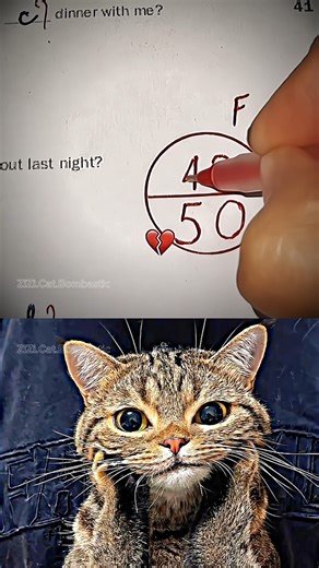 Bombastic Lifehack for school #cat #meme #funny