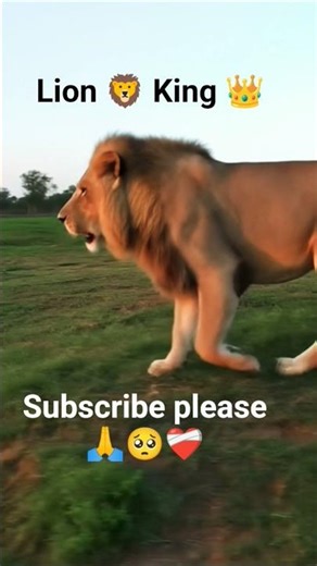 Lion 🦁 King 👑 #lionking #trendsong #trendingnews #sortsvideo #aisorts #aiking #song #lionattitude