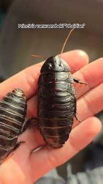 A variable species of hissing cockroach with several distinct localities!
