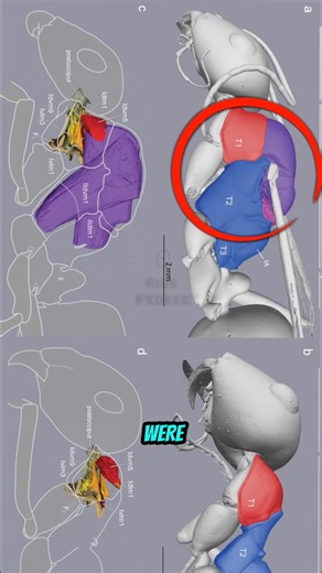 Q Rius People on Instagram: "Queen Ant Fulfill Her Destiny"